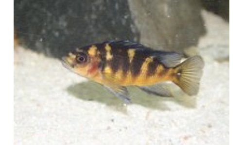 Cichliden